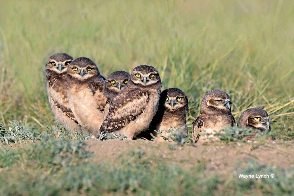 photo of seven burrowing owlettes