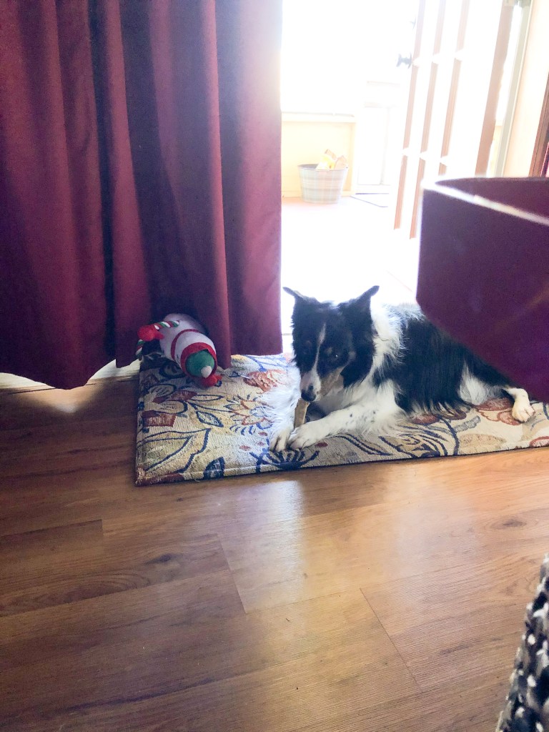 a black and white dog chewing a bone